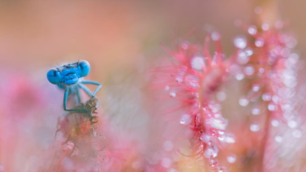 Blue Damselfly Dewdrops by Daan de Vos — canvas wall art