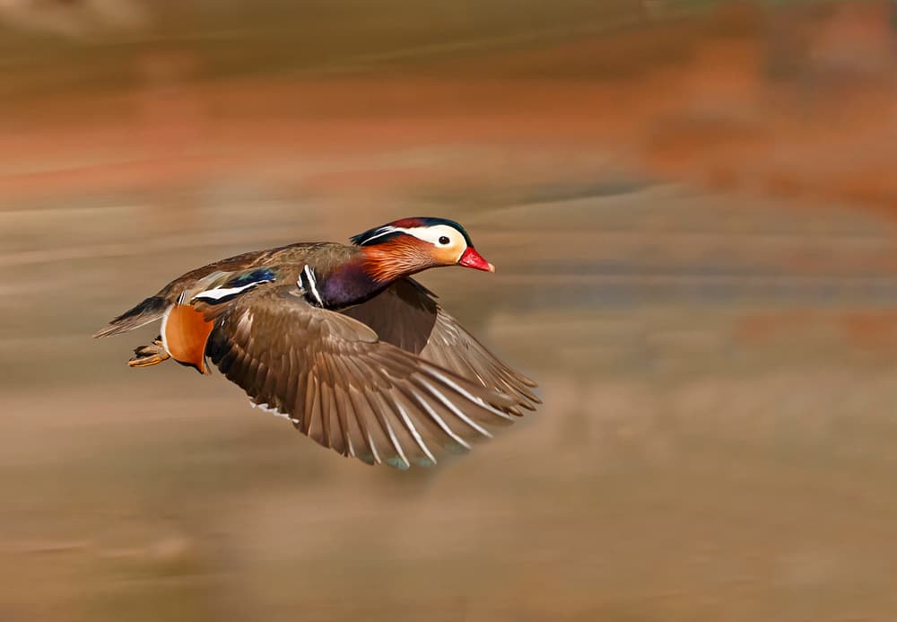 Mandarin Duck in Flight by Shlomo Waldmann — canvas wall art