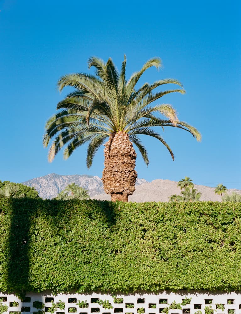 Palm Tree Desert View by Bethany Young — canvas wall art