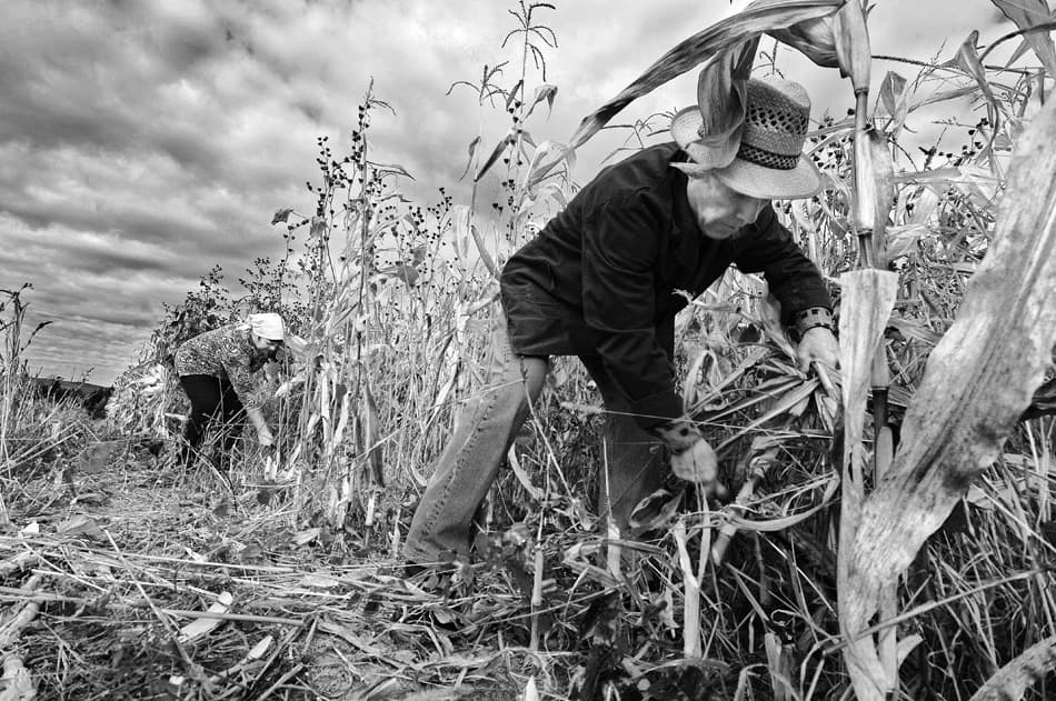 Farmers Harvesting Field by Jure Kravanja — canvas wall art