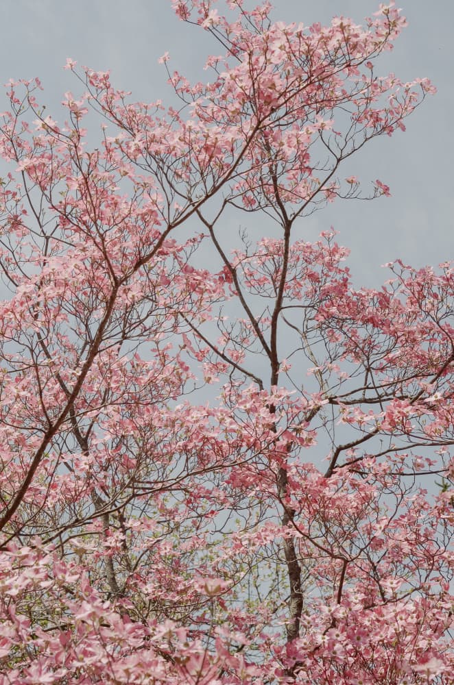 Pink Spring Blooms by Olivia Joy StClaire — canvas wall art
