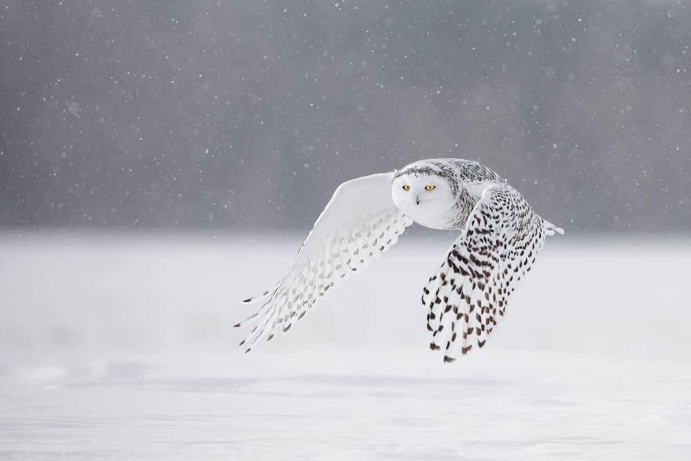 Snowy Owl In Flight by Alessandro Catta — canvas wall art