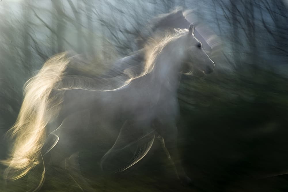 Ethereal White Horse by Milan Malovrh — canvas wall art