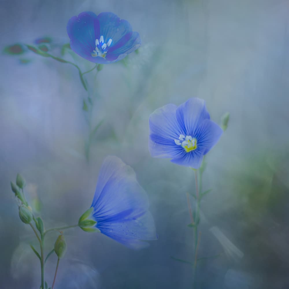 Dreamy Blue Flax by Marie-anne Stas — canvas wall art