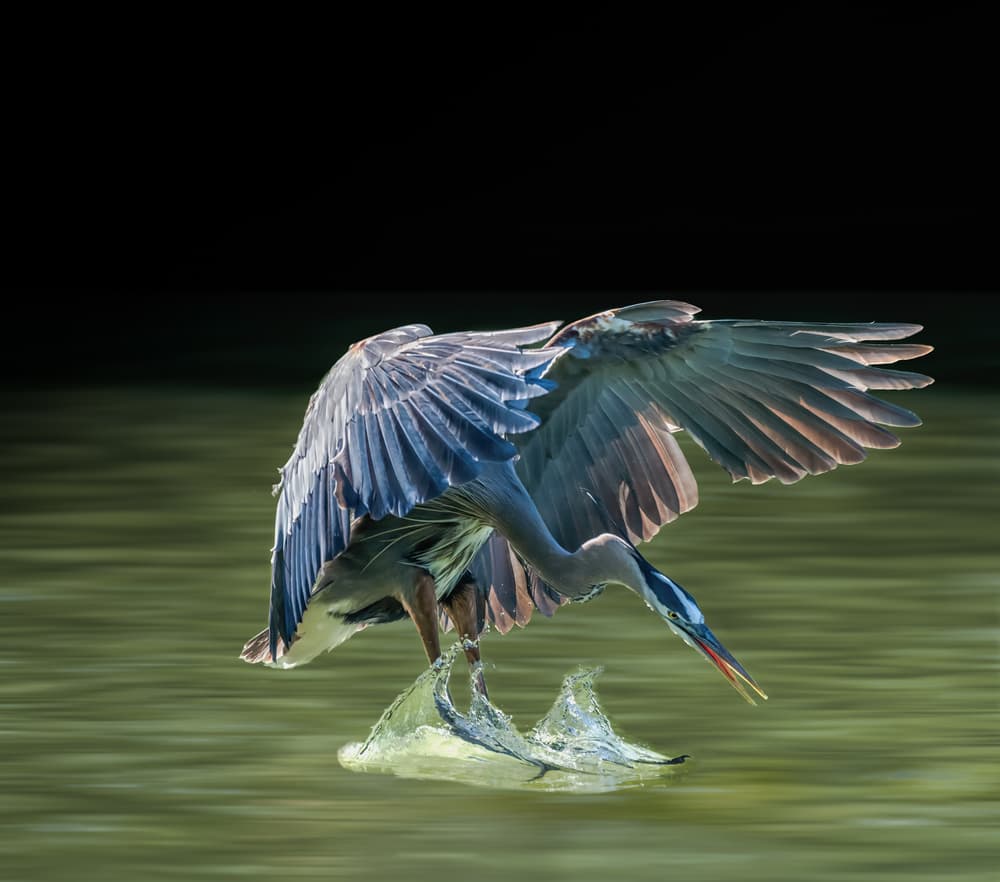 Heron Fishing Splash by Alex Li — canvas wall art