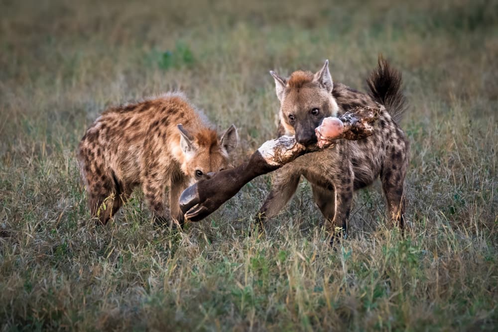 Hyenas Carcass Struggle by Mark Strom — canvas wall art