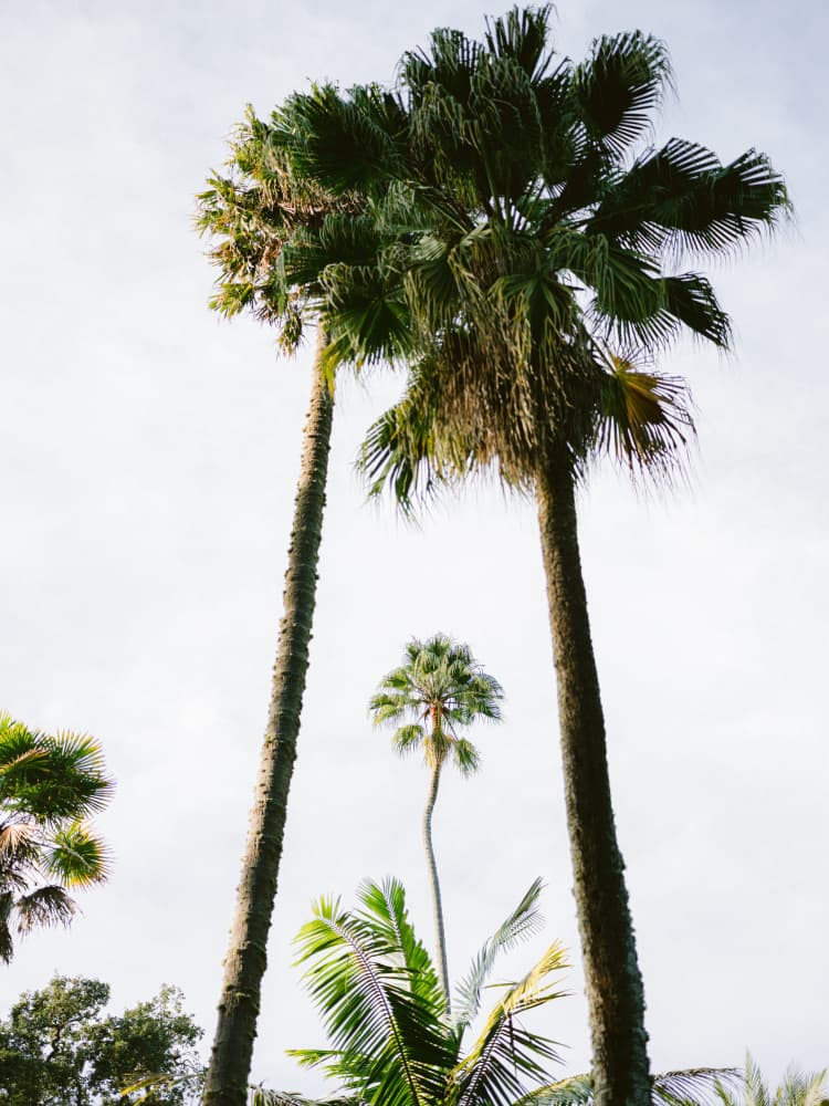 Find me under the Palm Tree by Raisa Zwart — canvas wall art
