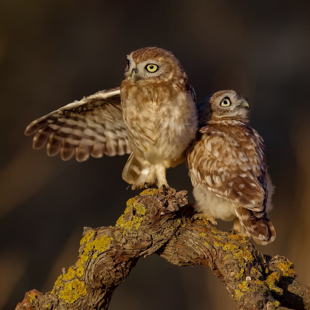 Golden Light Owls by David Manusevich — canvas wall art