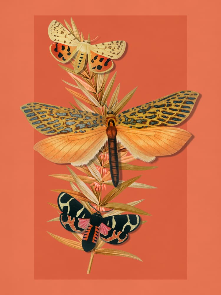 Botanical Moth Trio by Marja van den Hurk — canvas wall art