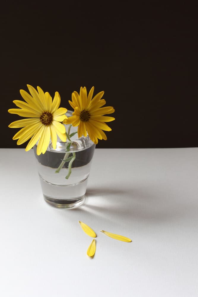 Fallen Yellow Petals by Alyson Fennell — canvas wall art