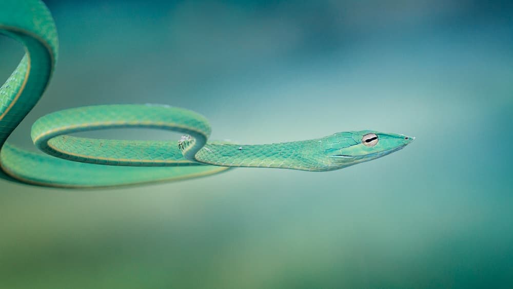 Emerald Green Vine Snake by Hendy Mp — canvas wall art