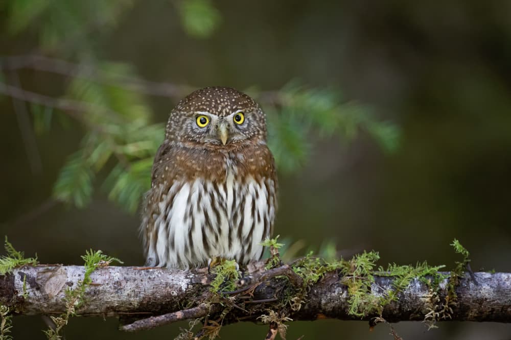 Watchful Forest Owl by Max Wang — canvas wall art