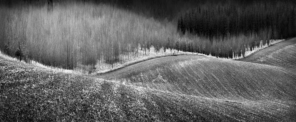 Rolling Hills Winter Forest by Clive Collie — canvas wall art