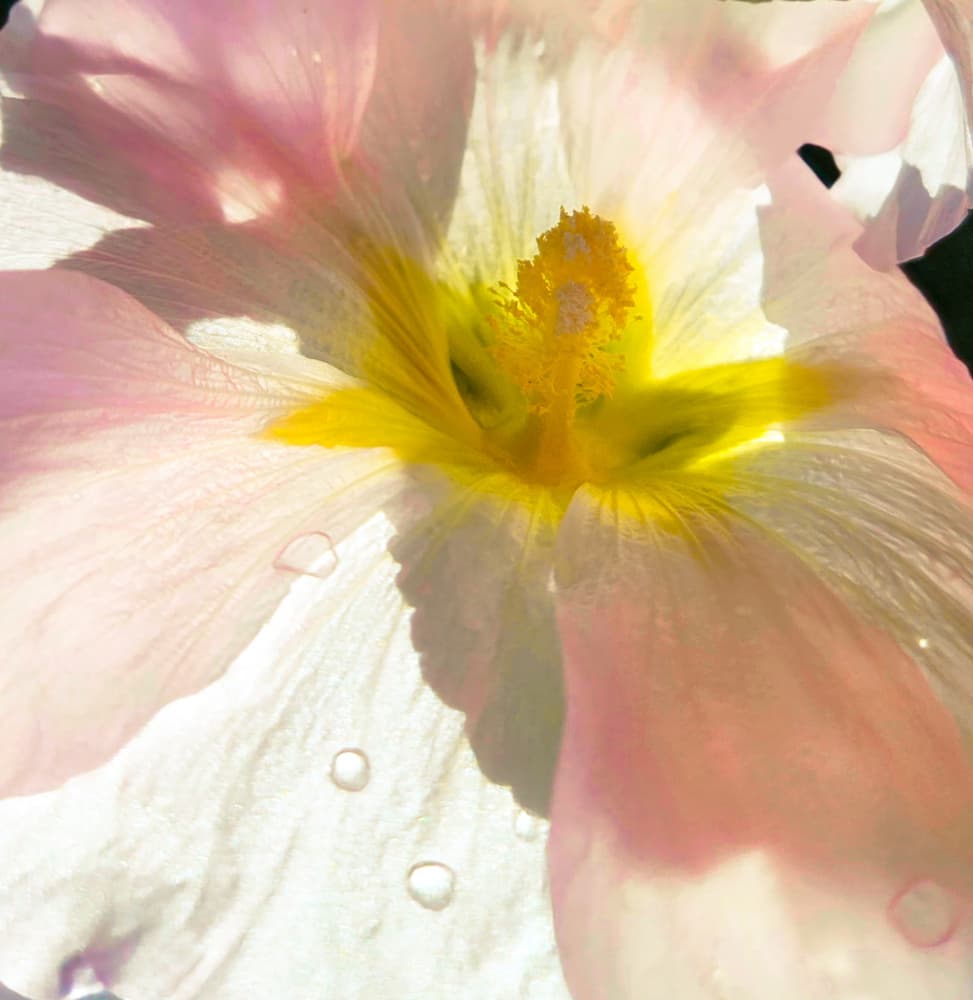 Glowing Pink Bloom by Olea Huuska — canvas wall art