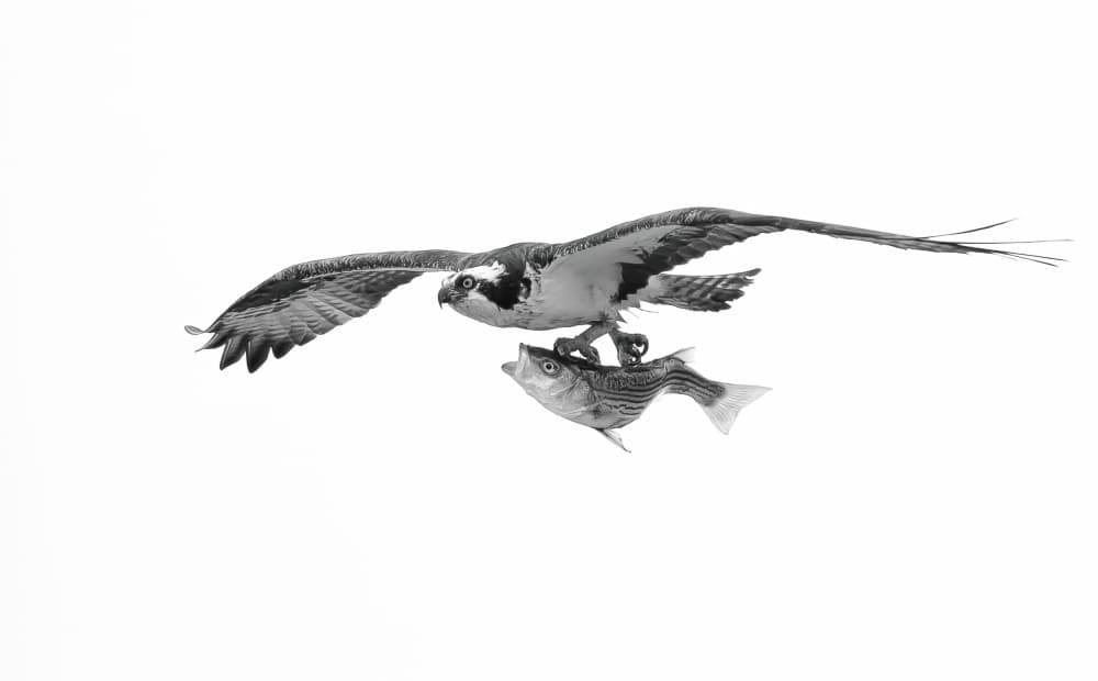 Majestic Osprey Catch by Johnson Huang — canvas wall art