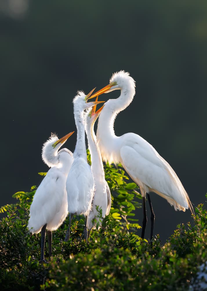 Egrets Family Feeding by Jun Zuo — canvas wall art