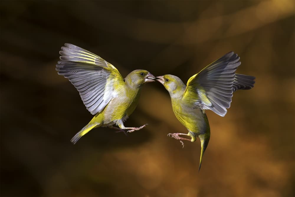 Green Birds Mid-Air Kiss by Marco Redaelli — canvas wall art