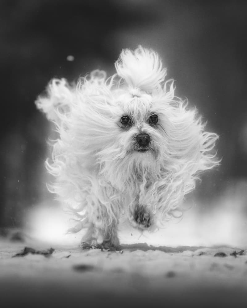 Fluffy Dog Running by Pali Gerec — canvas wall art
