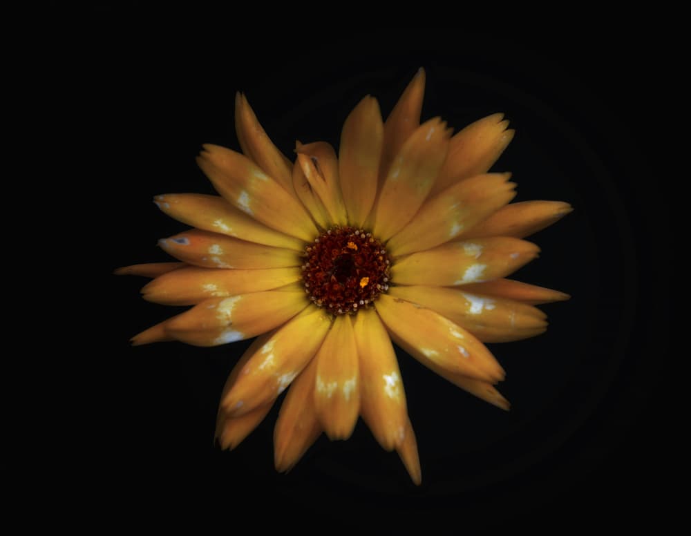 Moody Yellow Blossom by Lotte Grønkjær — canvas wall art