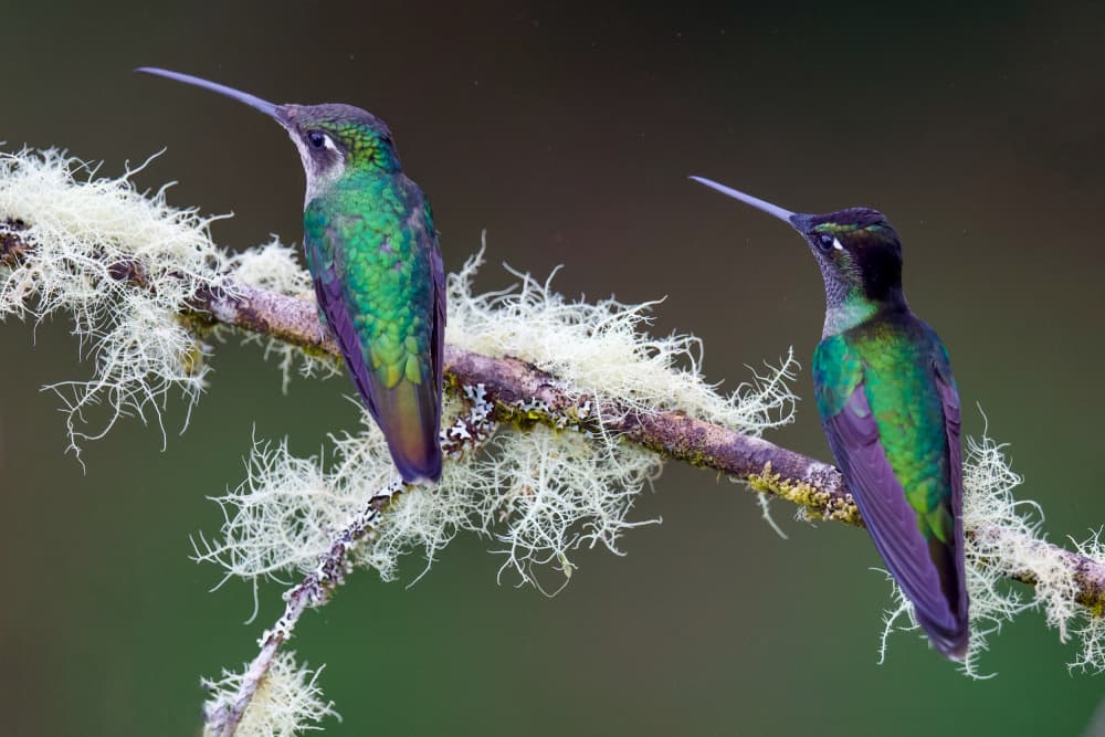 Vibrant Forest Hummingbirds by David Manusevich — canvas wall art