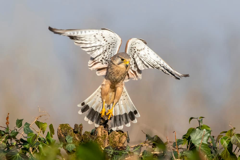 Dynamic Kestrel Landing by Marco Redaelli — canvas wall art