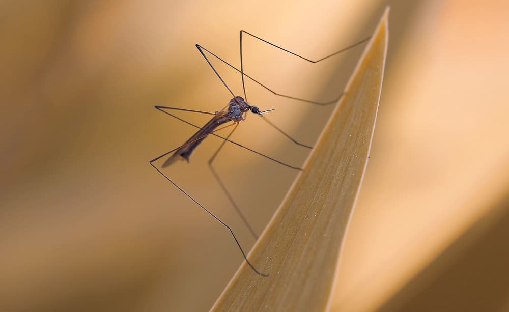 Delicate Crane Fly by Thierry Dufour — canvas wall art