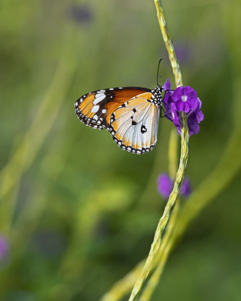 Vibrant Butterfly In Garden by TWEE LIANG WONG — canvas wall art