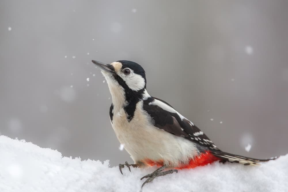 Winter Woodpecker on Snow by Annie Keizer — canvas wall art