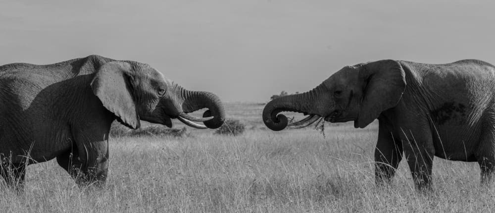 Elephant Trunks Intertwined by Hamza Qarooni — canvas wall art