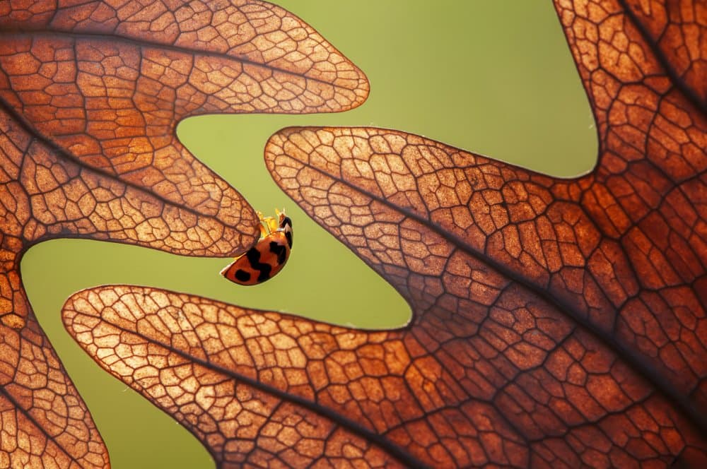 Backlit Ladybug on Leaf by Edy Pamungkas — canvas wall art