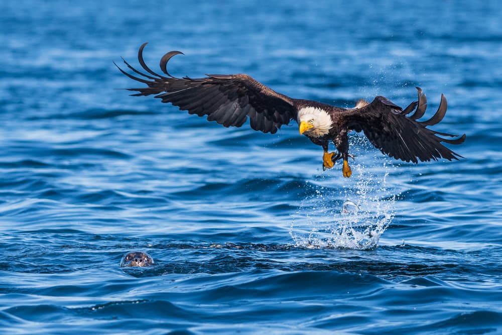 Bald Eagle Dives For Fish by Jeffrey C. Sink — canvas wall art