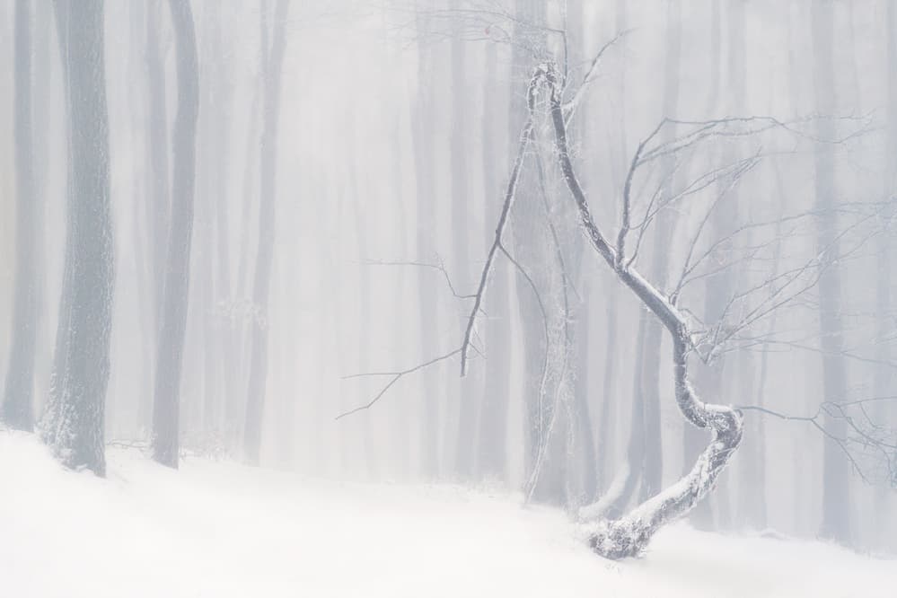 Twisted Winter Tree by Peter Svoboda MQEP — canvas wall art