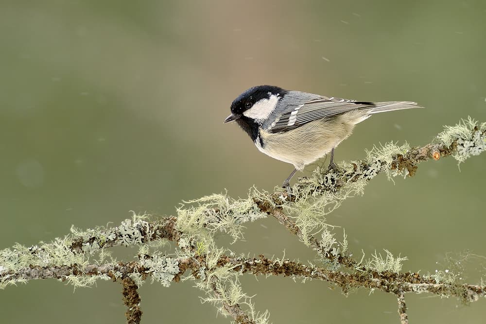 Winter coal tit by Marco Pozzi — canvas wall art