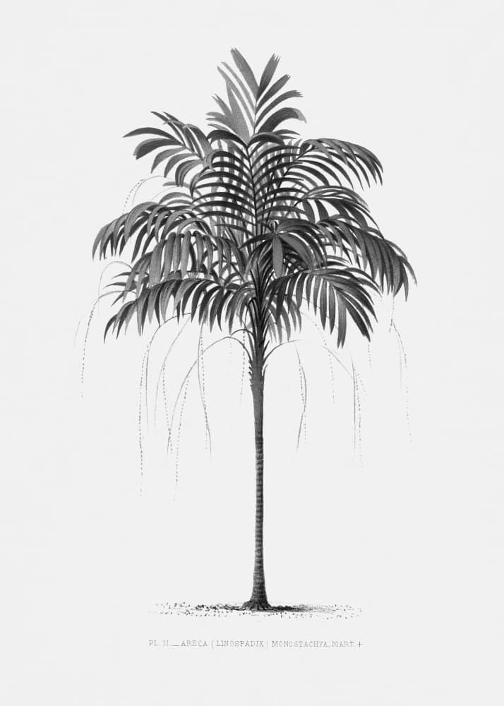 Palm Vintage by Pictufy — canvas wall art