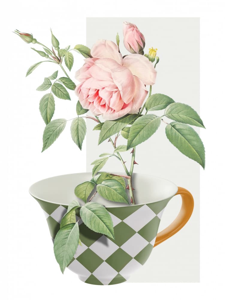 Pink Rose Teacup by Marja van den Hurk — canvas wall art