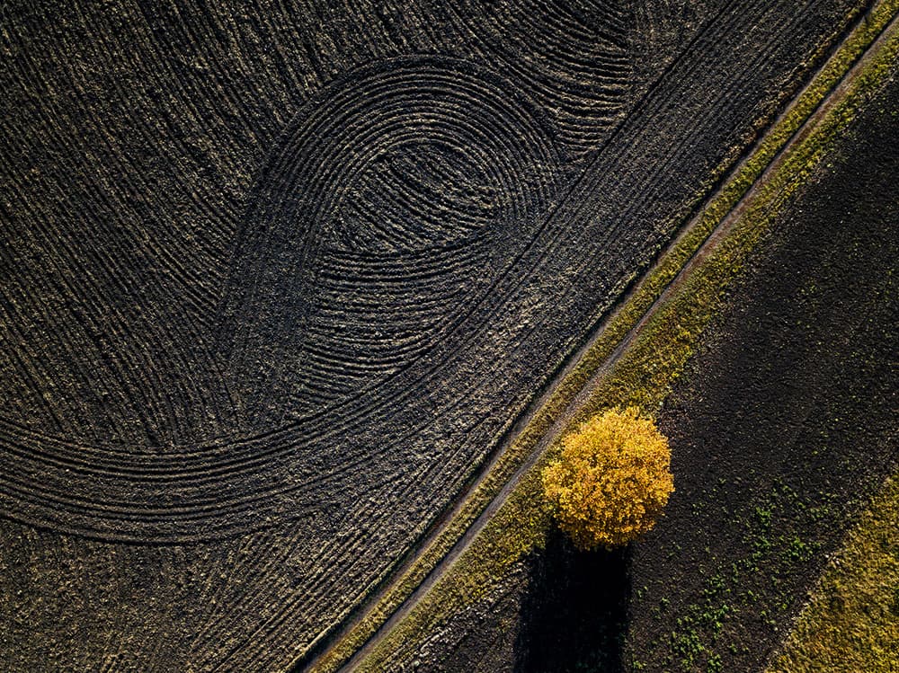 Abstract Field Autumn Tree by Alexey Kharitonov — canvas wall art