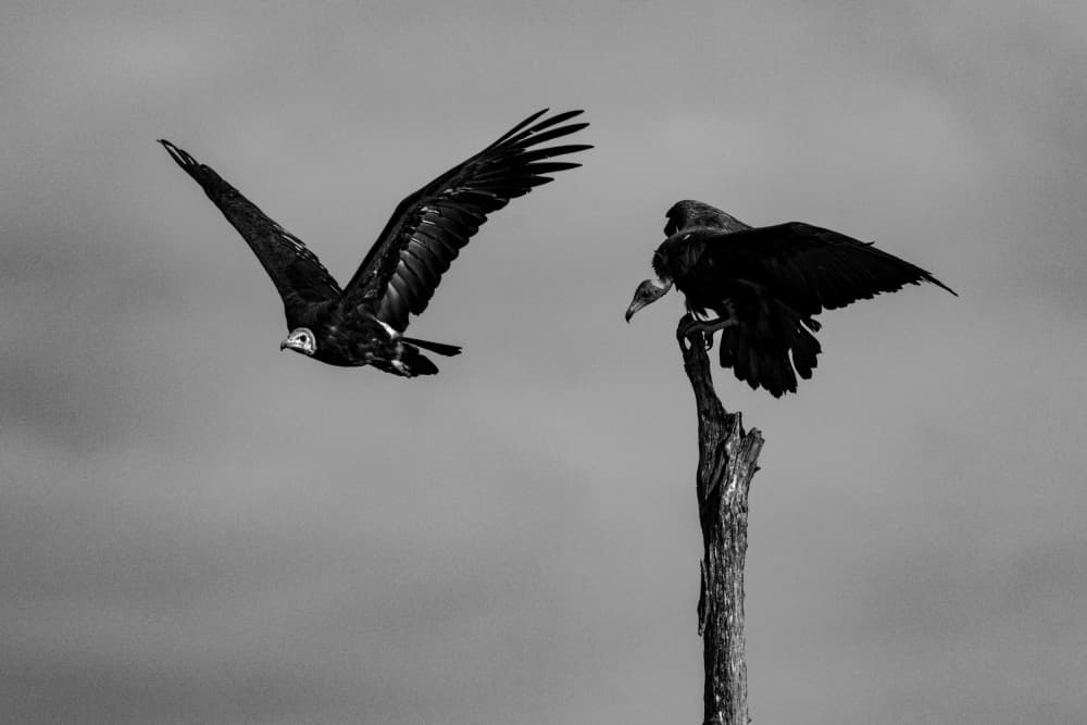 Monochrome Vultures Soar by Etienne Steenkamp — canvas wall art