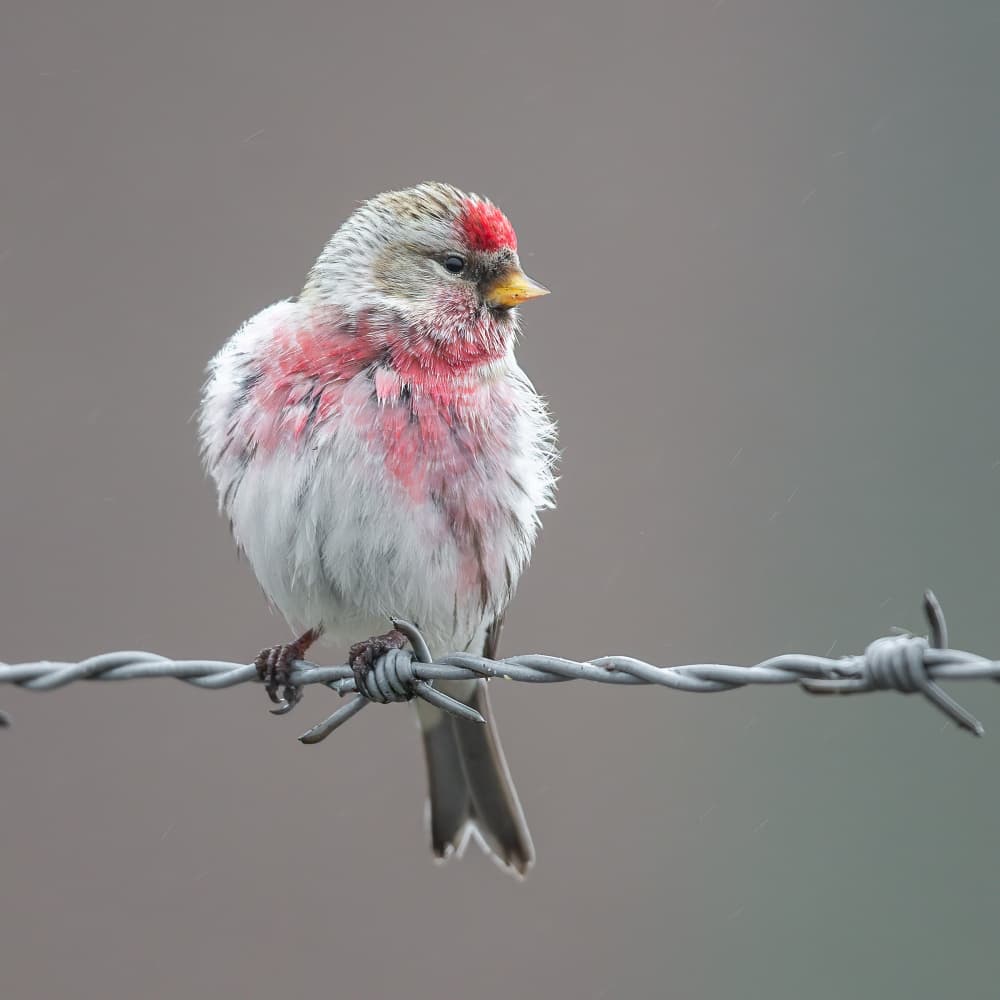 Winter Redpoll on Wire by Annie Keizer — canvas wall art
