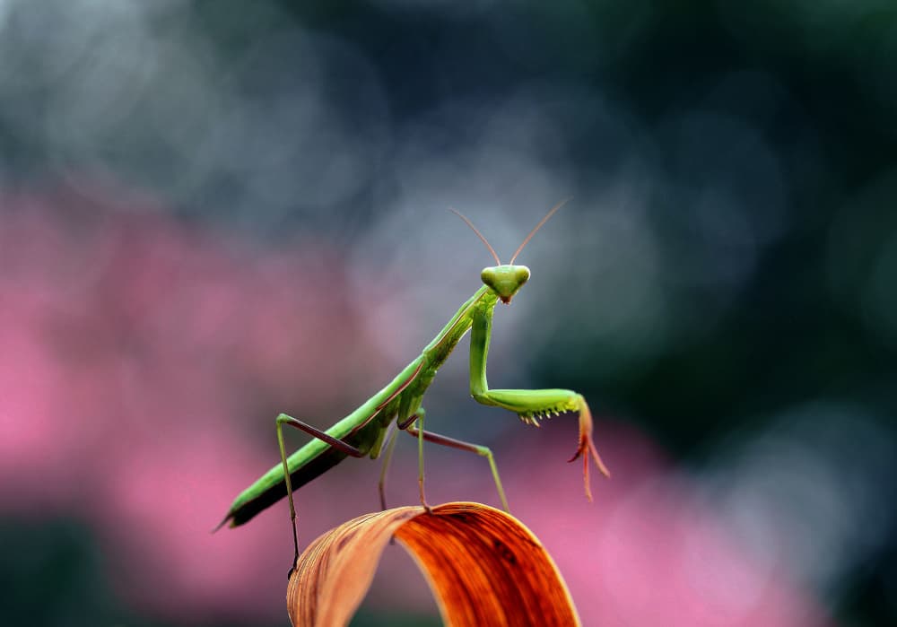 Green Praying Mantis by Thierry Dufour — canvas wall art