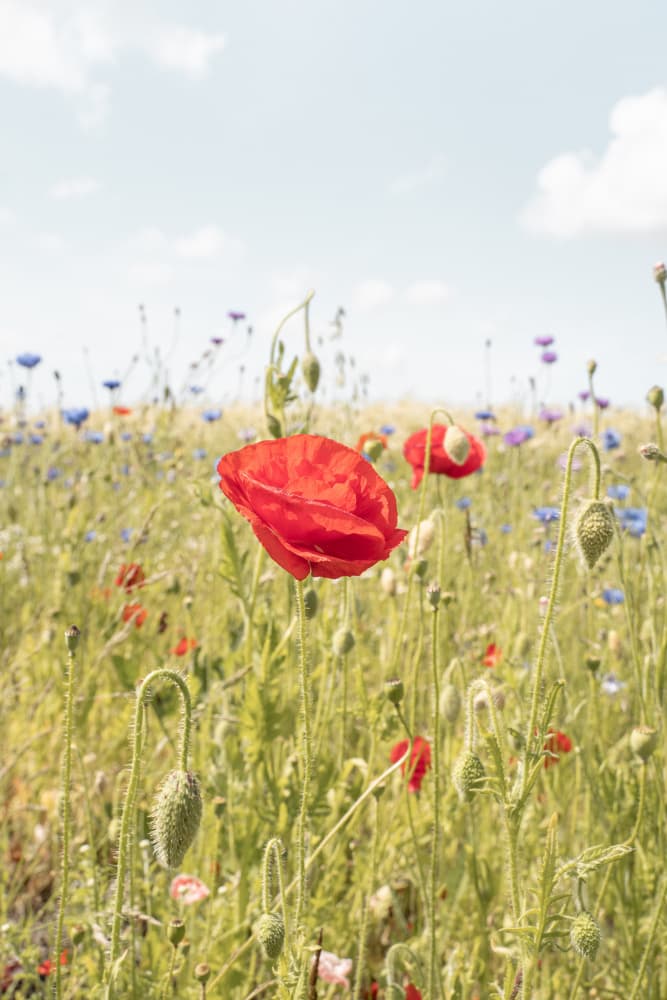 Red Poppy Meadow by Henrike Schenk — canvas wall art