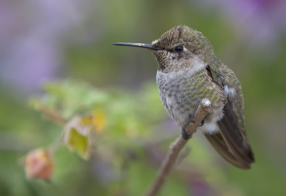 Delicate Hummingbird Perched by C.S. Tjandra — canvas wall art