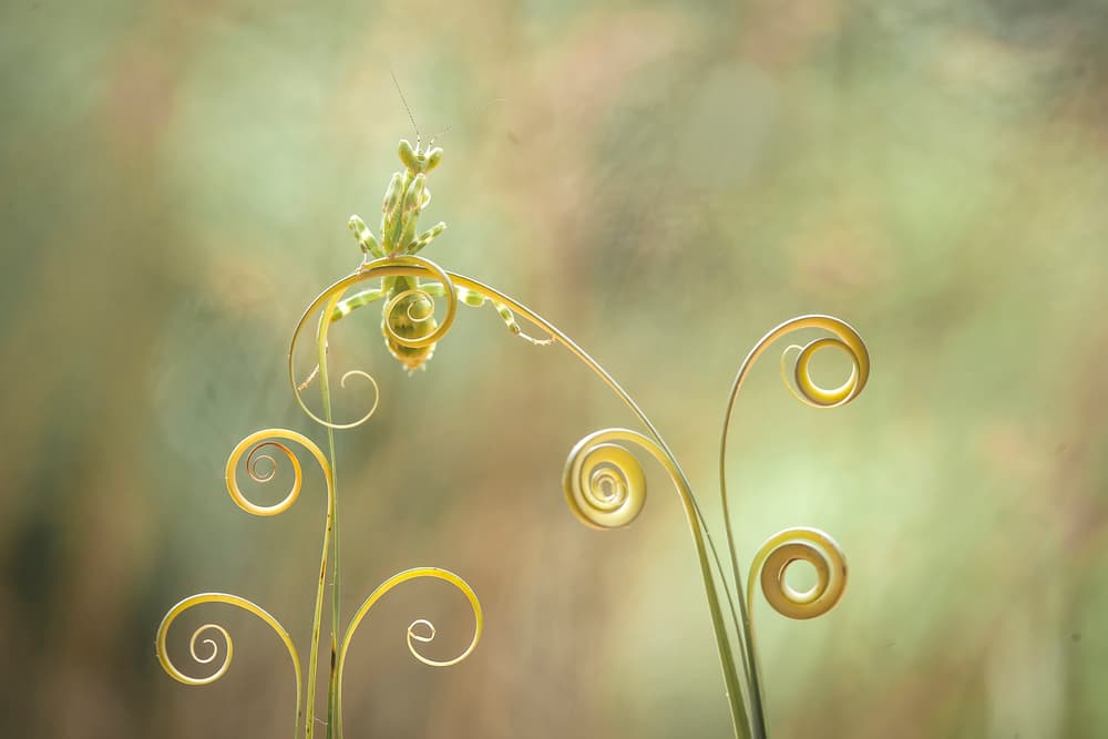 Green Mantis Spirals by Abdul Gapur Dayak — canvas wall art