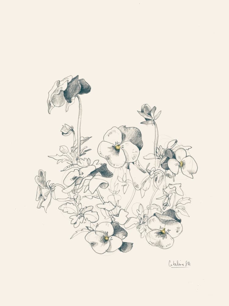 Pansy Botanical Sketch by Catalina Somolinos — canvas wall art