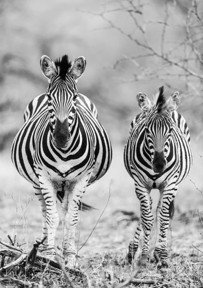 Striped Horse Front On by Shot by Clint — canvas wall art