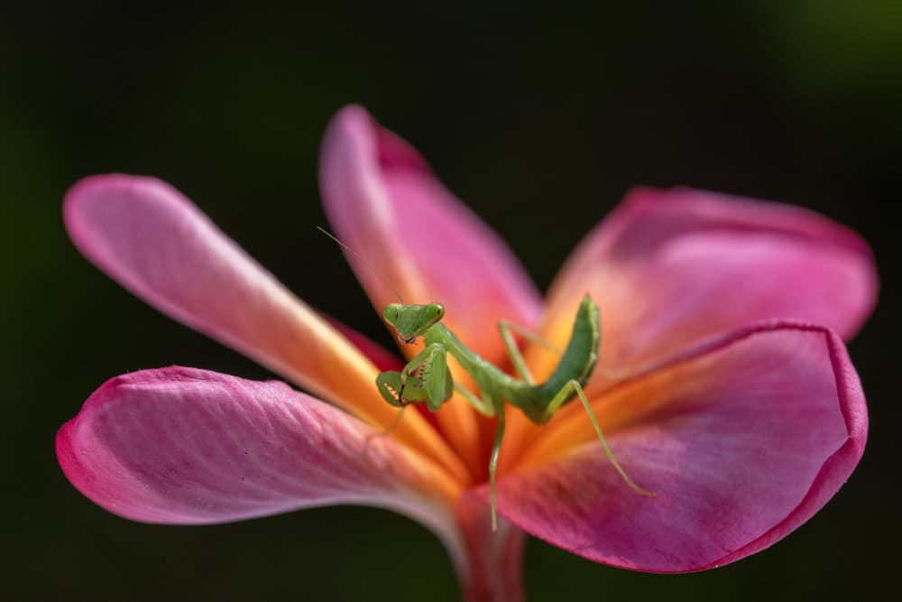 Green Mantis on Pink Plumeria by Sally Widjaja — canvas wall art