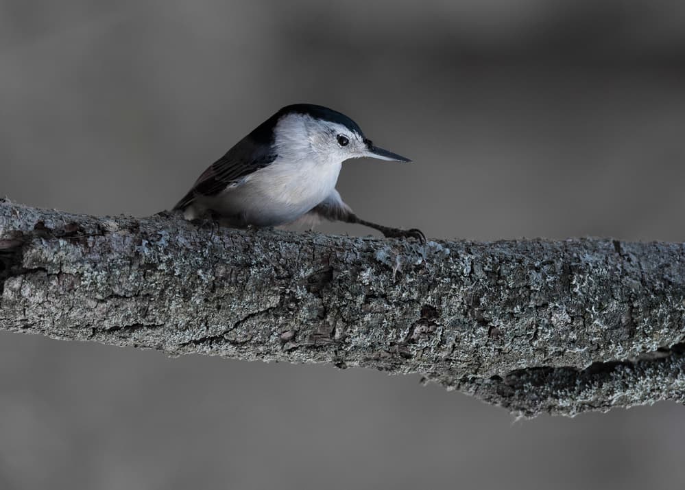 Serene Nuthatch Perched by Patrick Dessureault — canvas wall art
