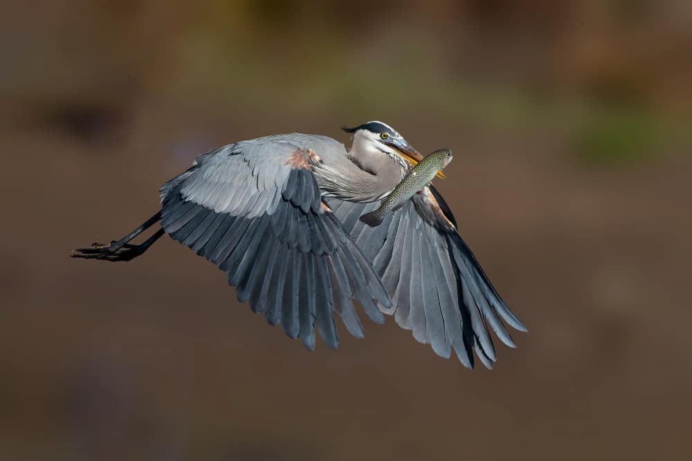 Heron Catches Fish In Flight by Bill Lu — canvas wall art