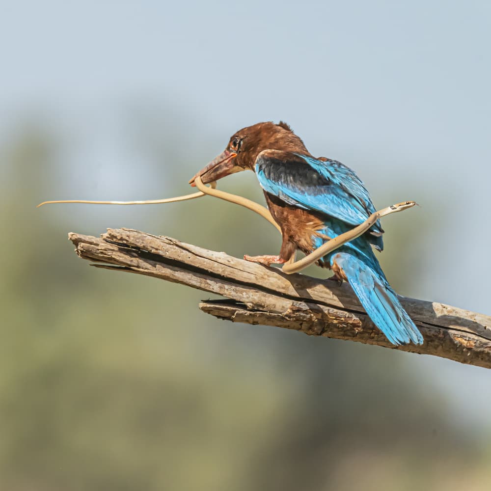 Kingfisher Catching Snake by Boris Lichtman — canvas wall art