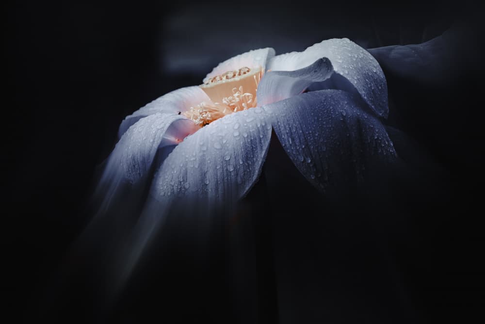 Dewy White Lotus by YoungIl Kim — canvas wall art