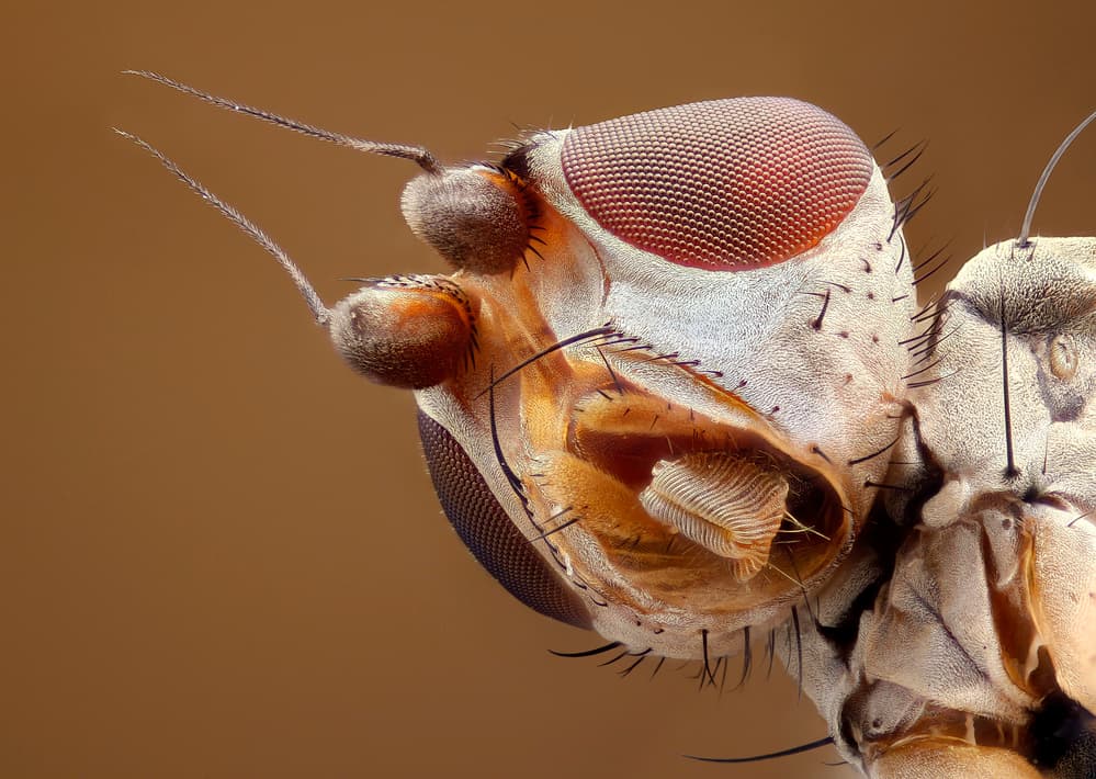 Fascinating Insect Head by Carles Just — canvas wall art